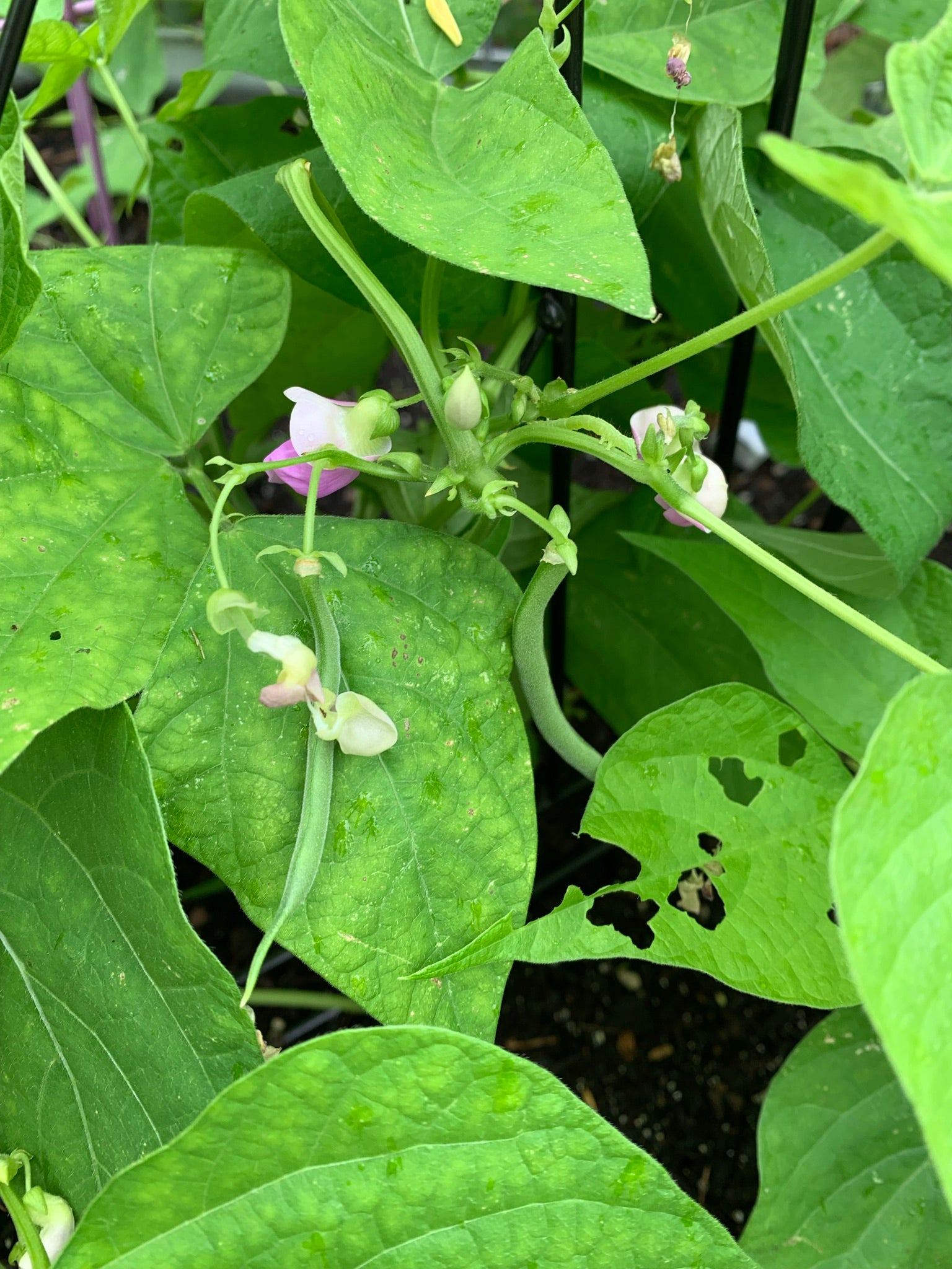 Contender Bush Bean