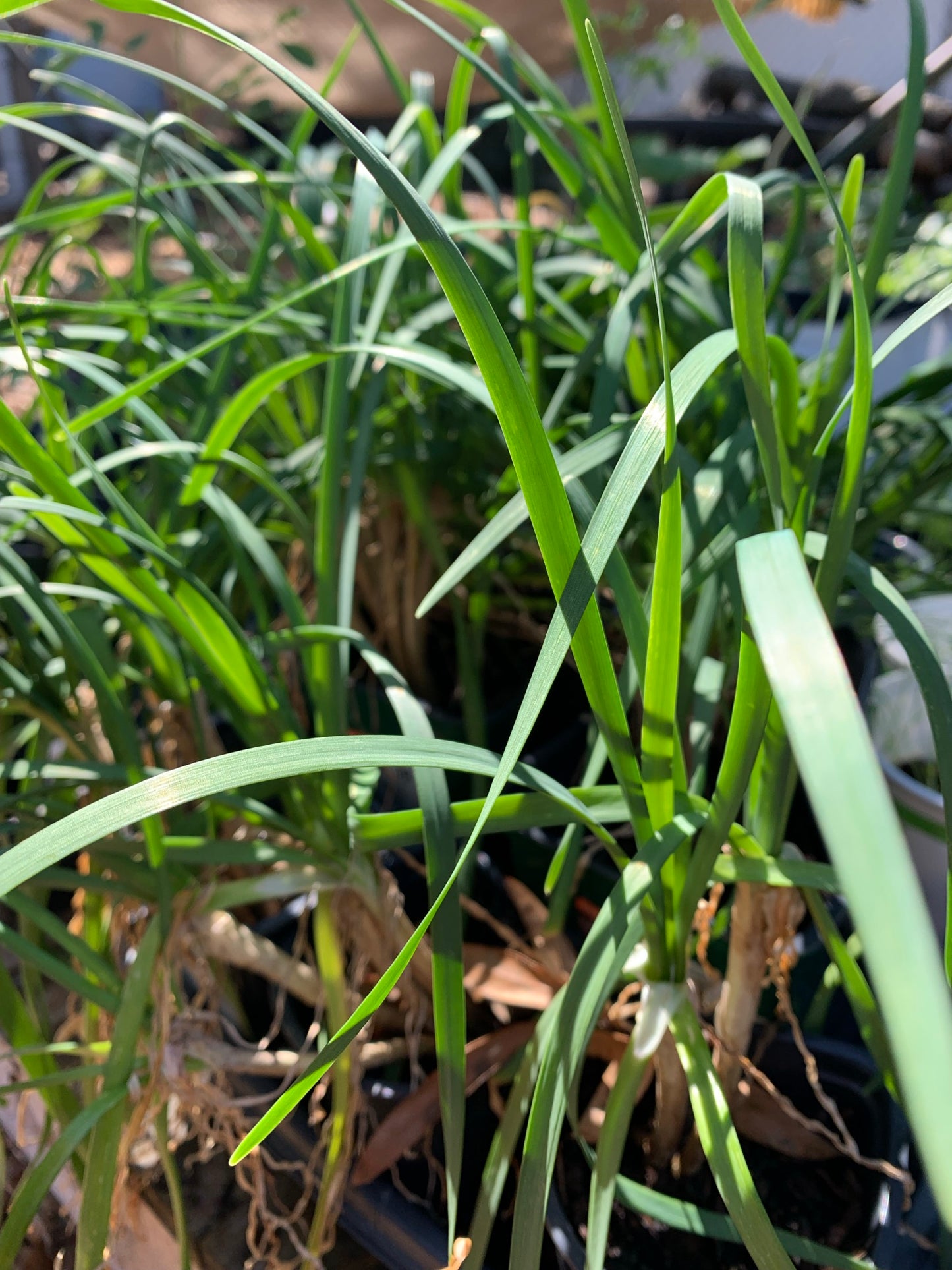 Garlic Chives