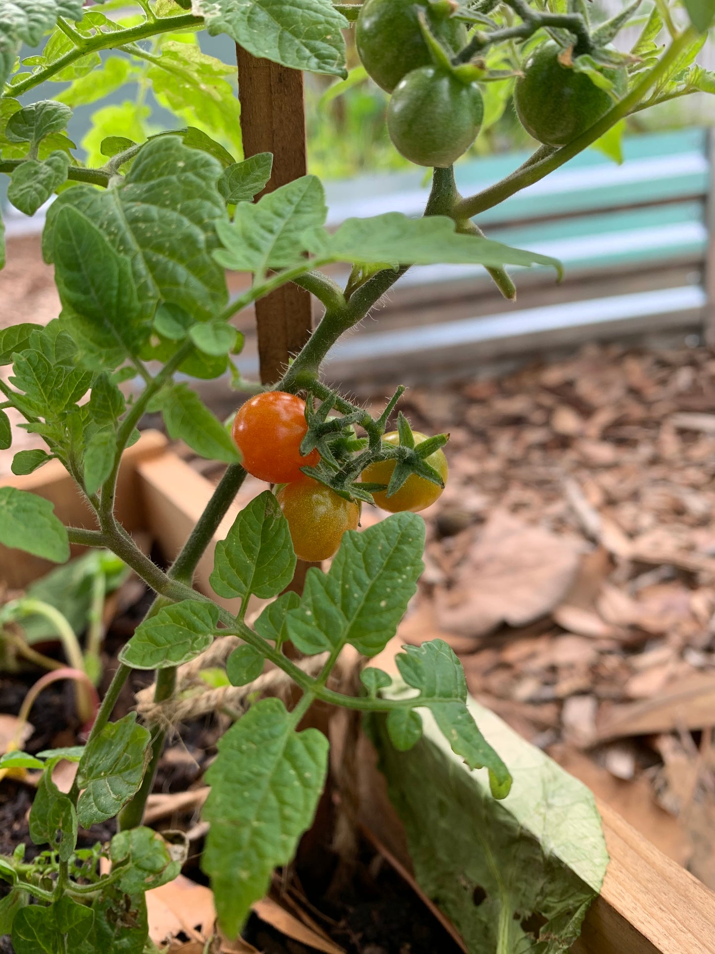 Everglades Tomato