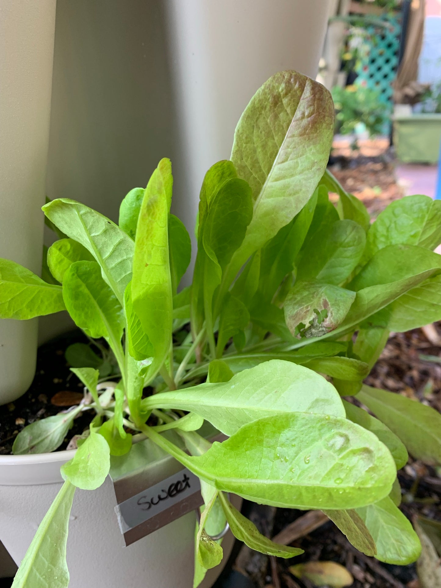 Sweet Valentine Lettuce