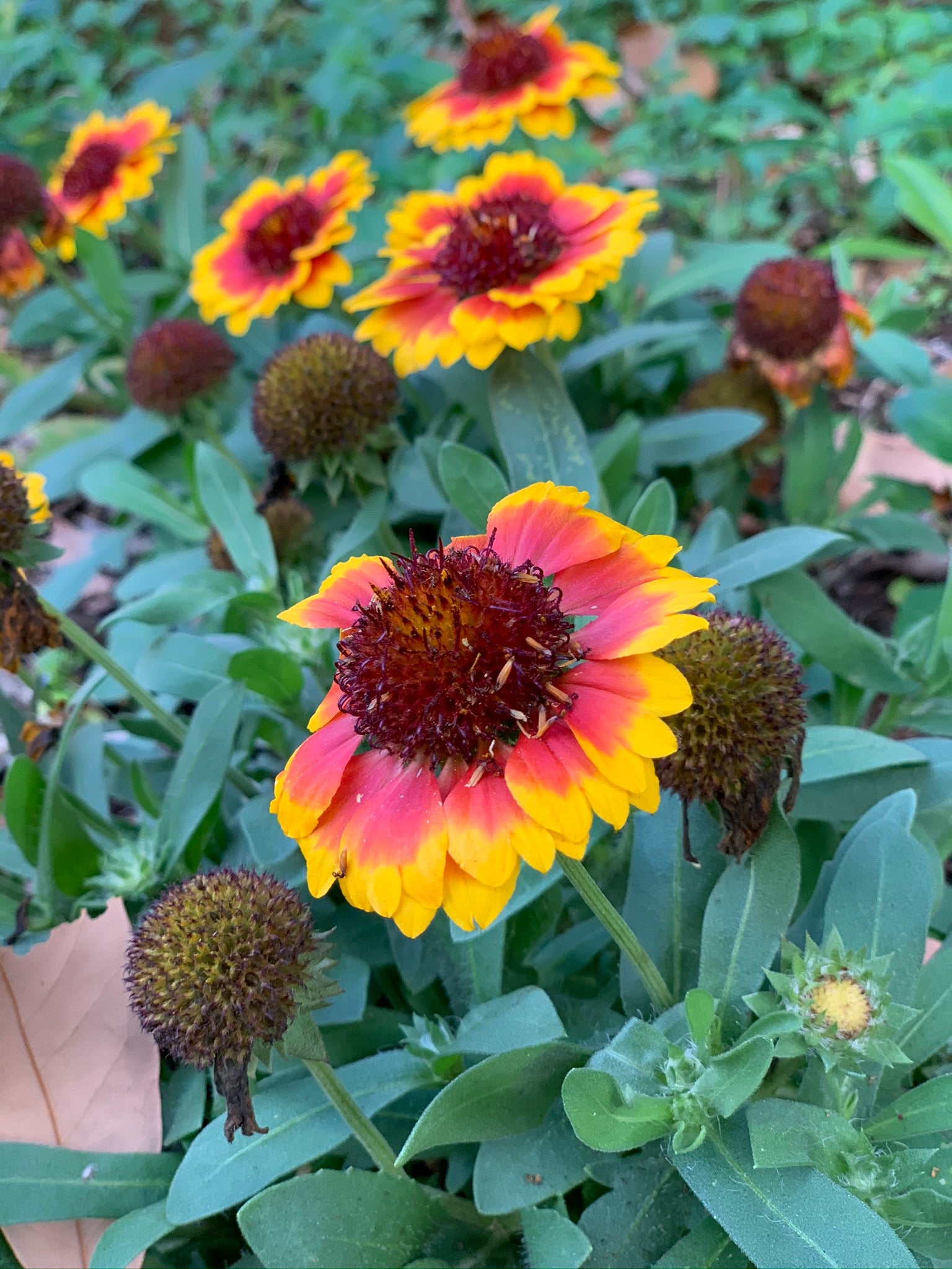 harvest blanket flower seeds Blanket Flower