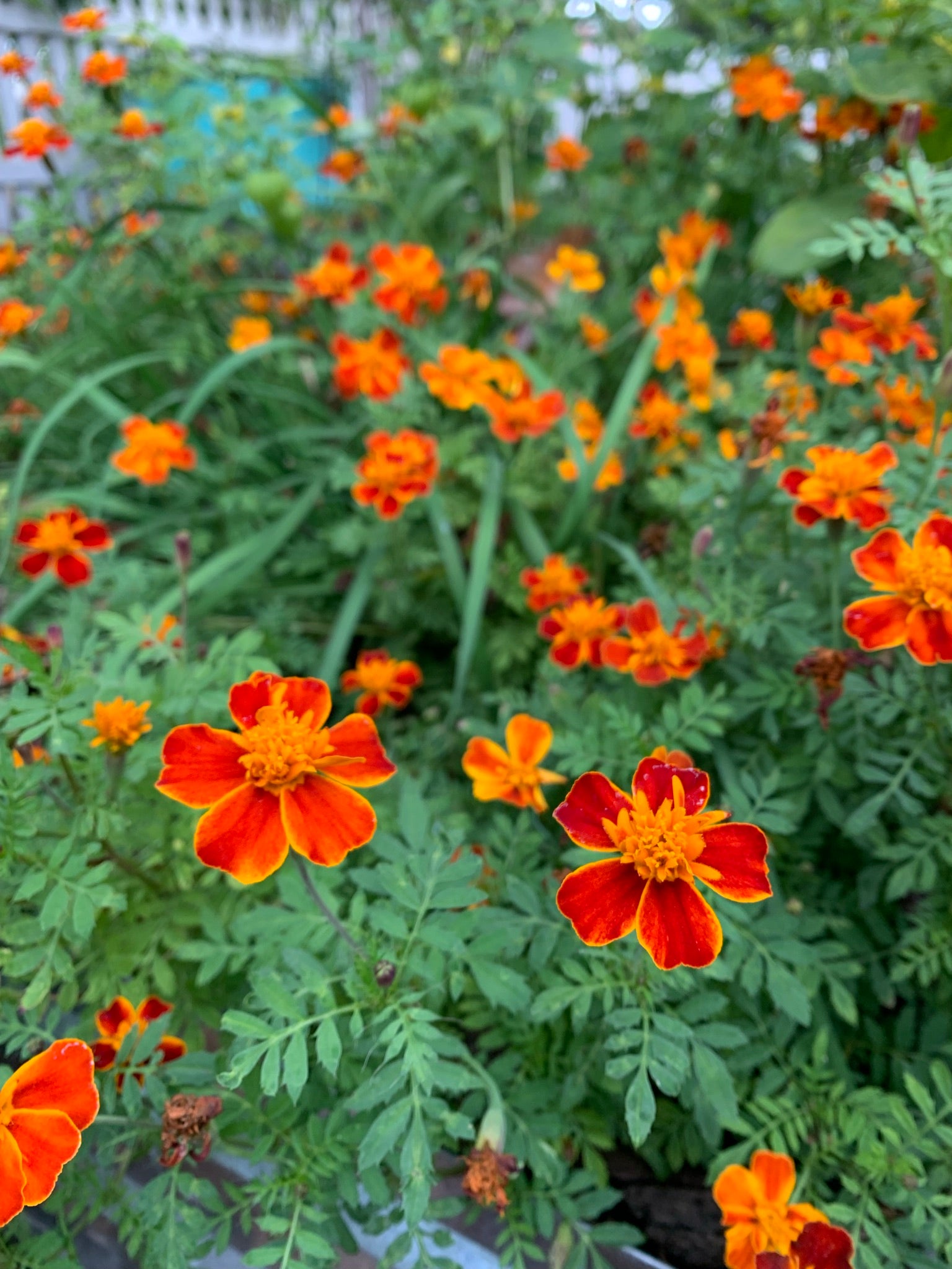 Frances's Choice Marigold – The Urban Harvest