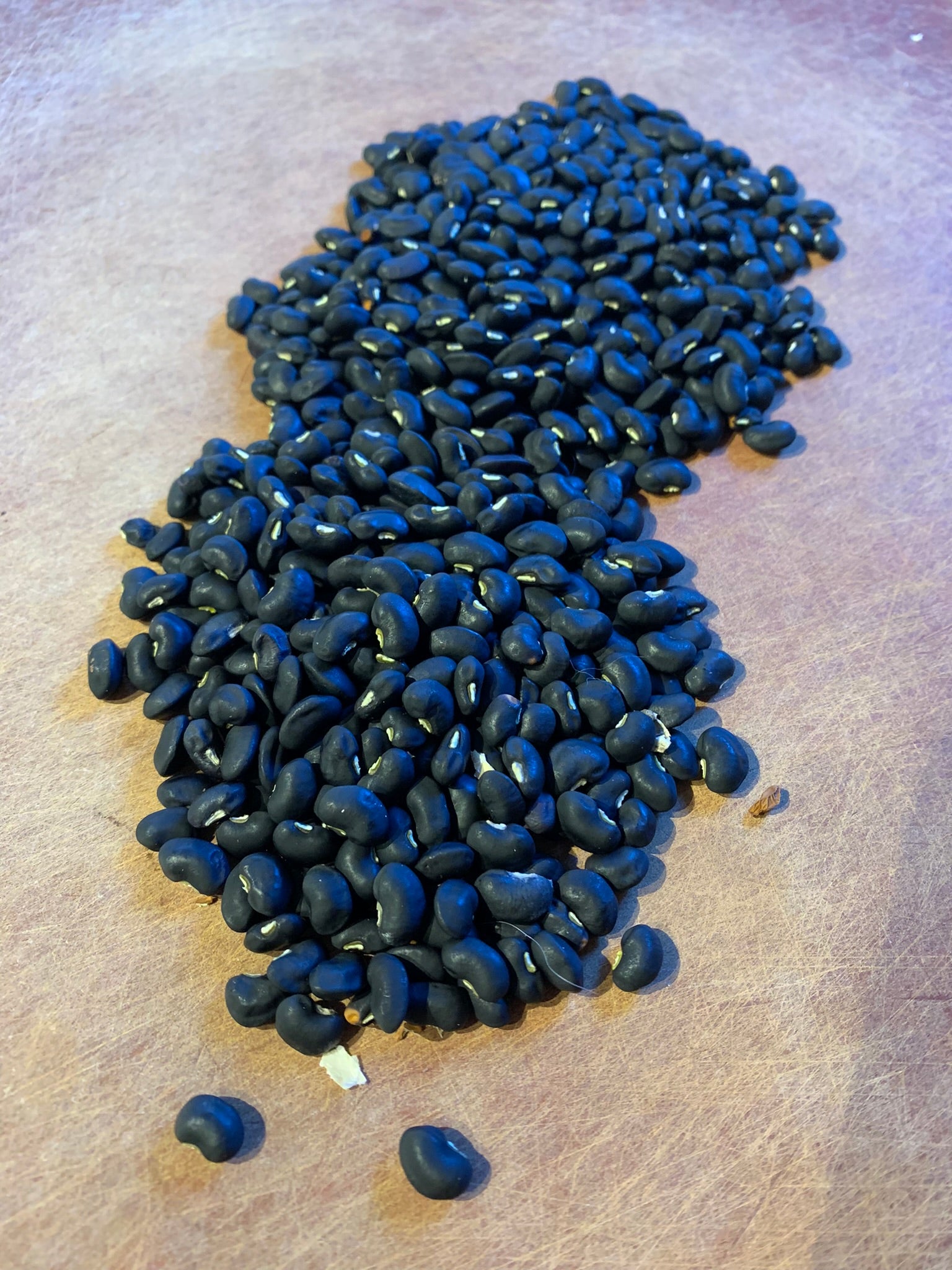 black bean seeds planting Puerto Rican Black Bean