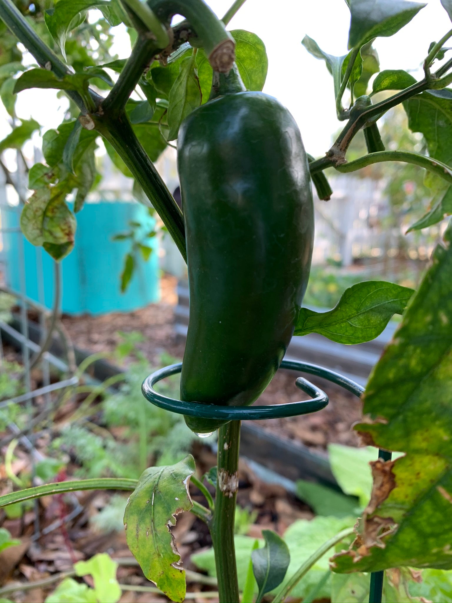 Jalapeno Pepper – The Urban Harvest