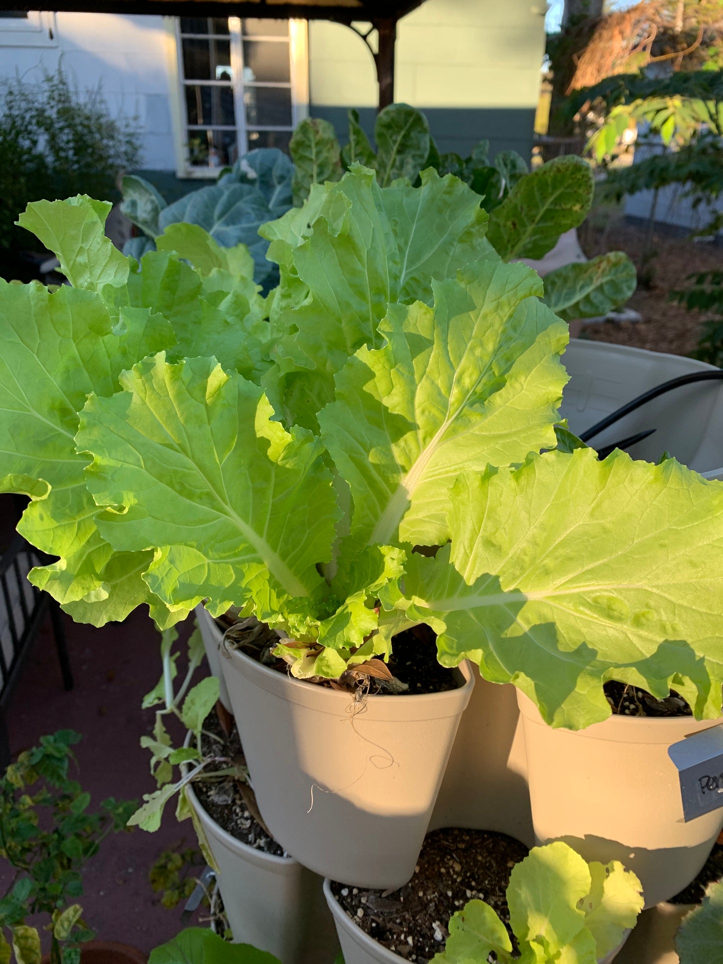 Tokyo Bekana Chinese Cabbage