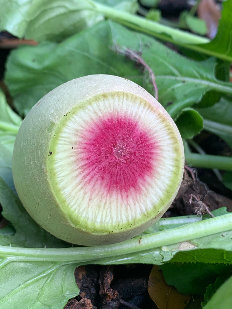 Watermelon Radish