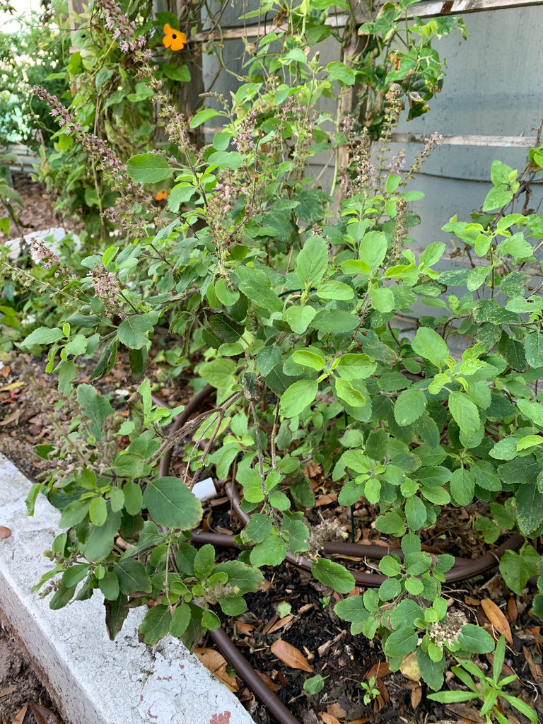 Tulsi Basil