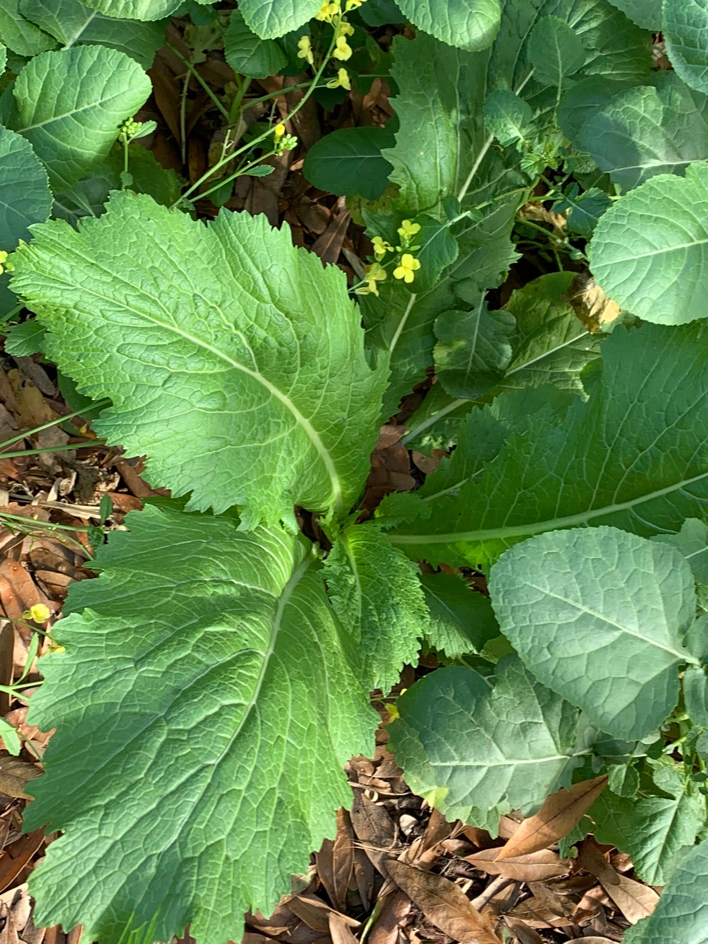 Carolina Broadleaf Mustard