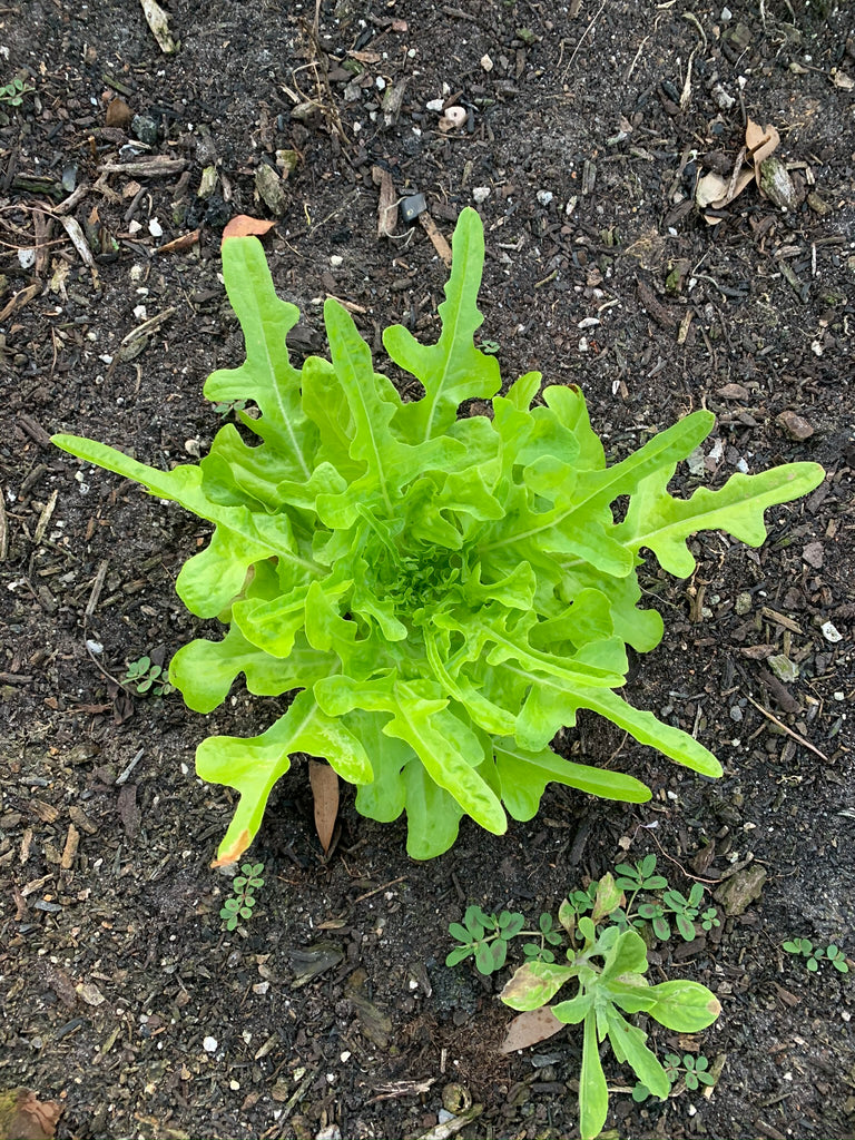 Thai Oakleaf Lettuce