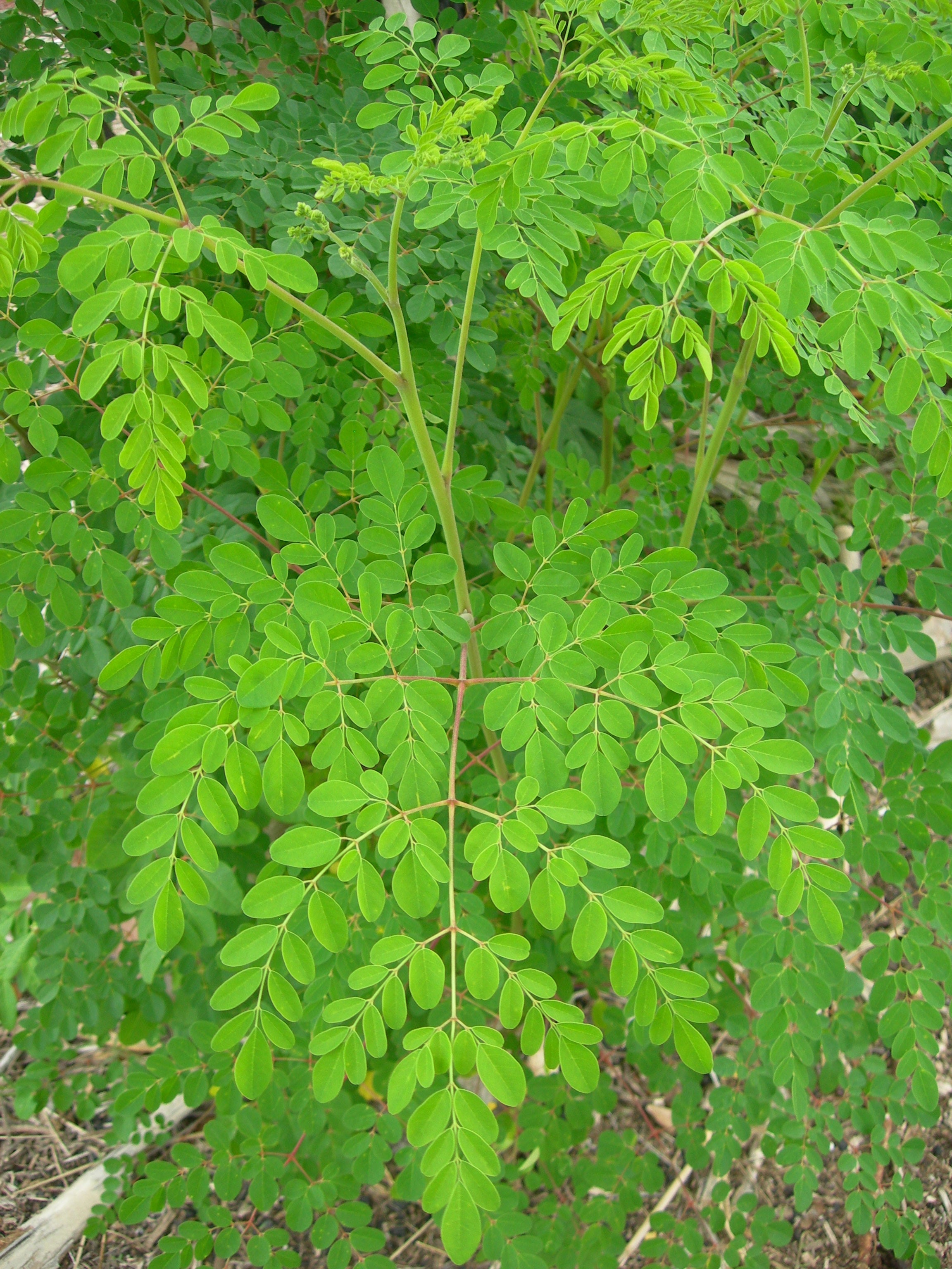 moringa aloe vera plant Moringa – The Urban Harvest