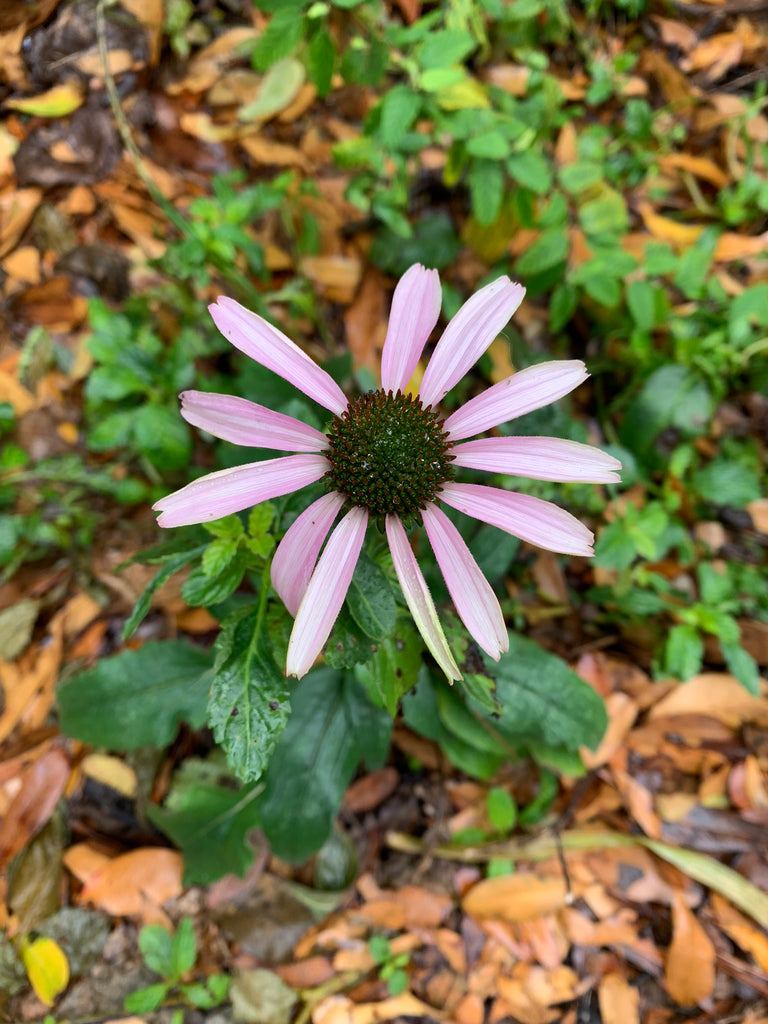 Echinacea Purple Coneflower