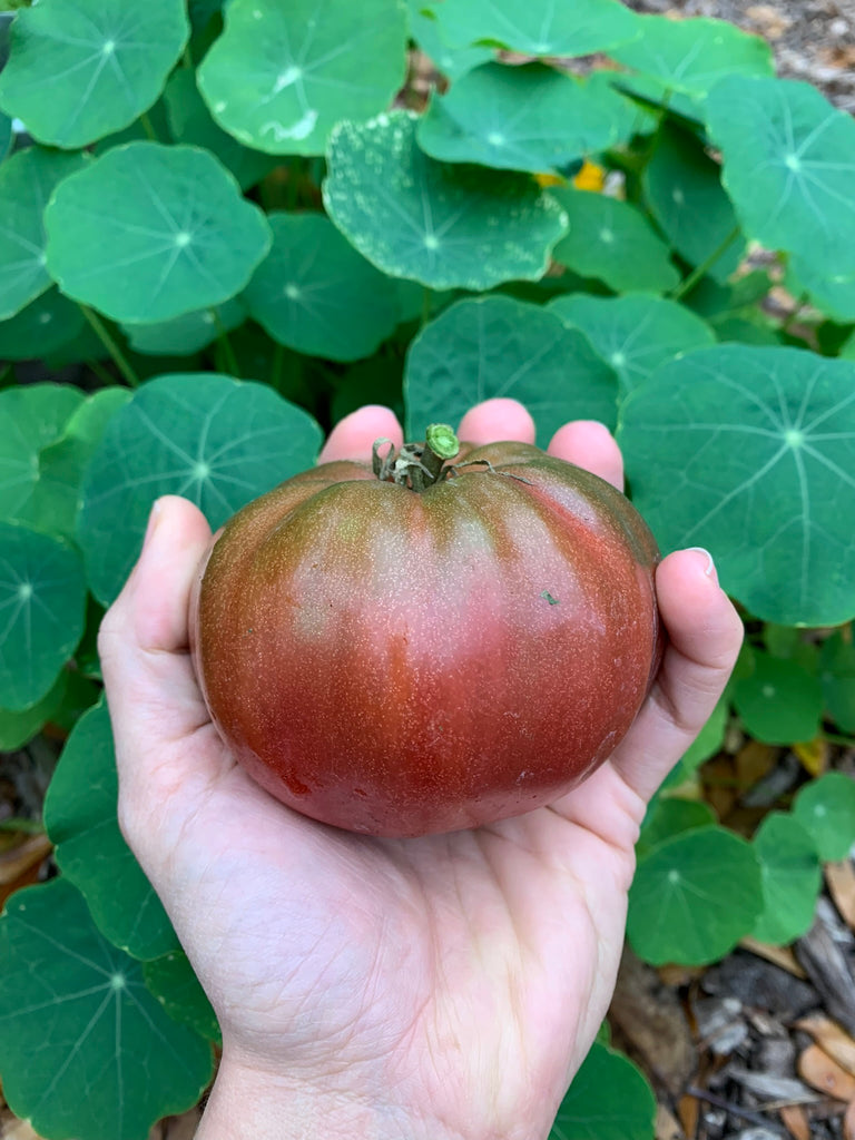 Cherokee Purple Tomato