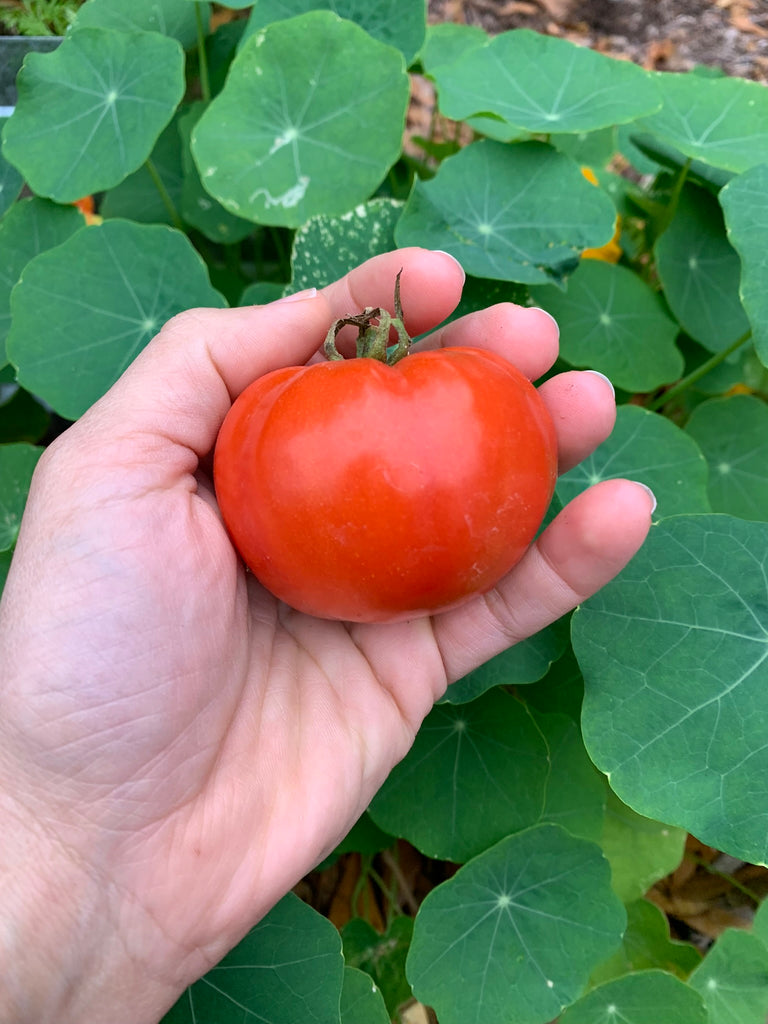 Homestead Tomato - Live Plant