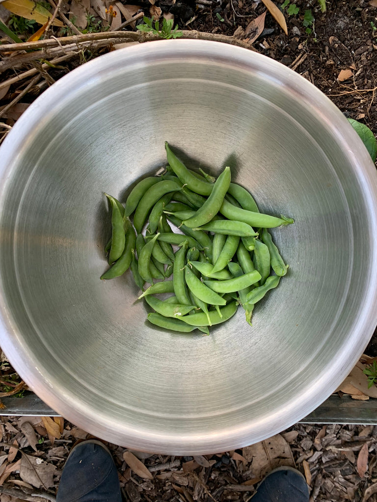 Green Arrow Shell Pea