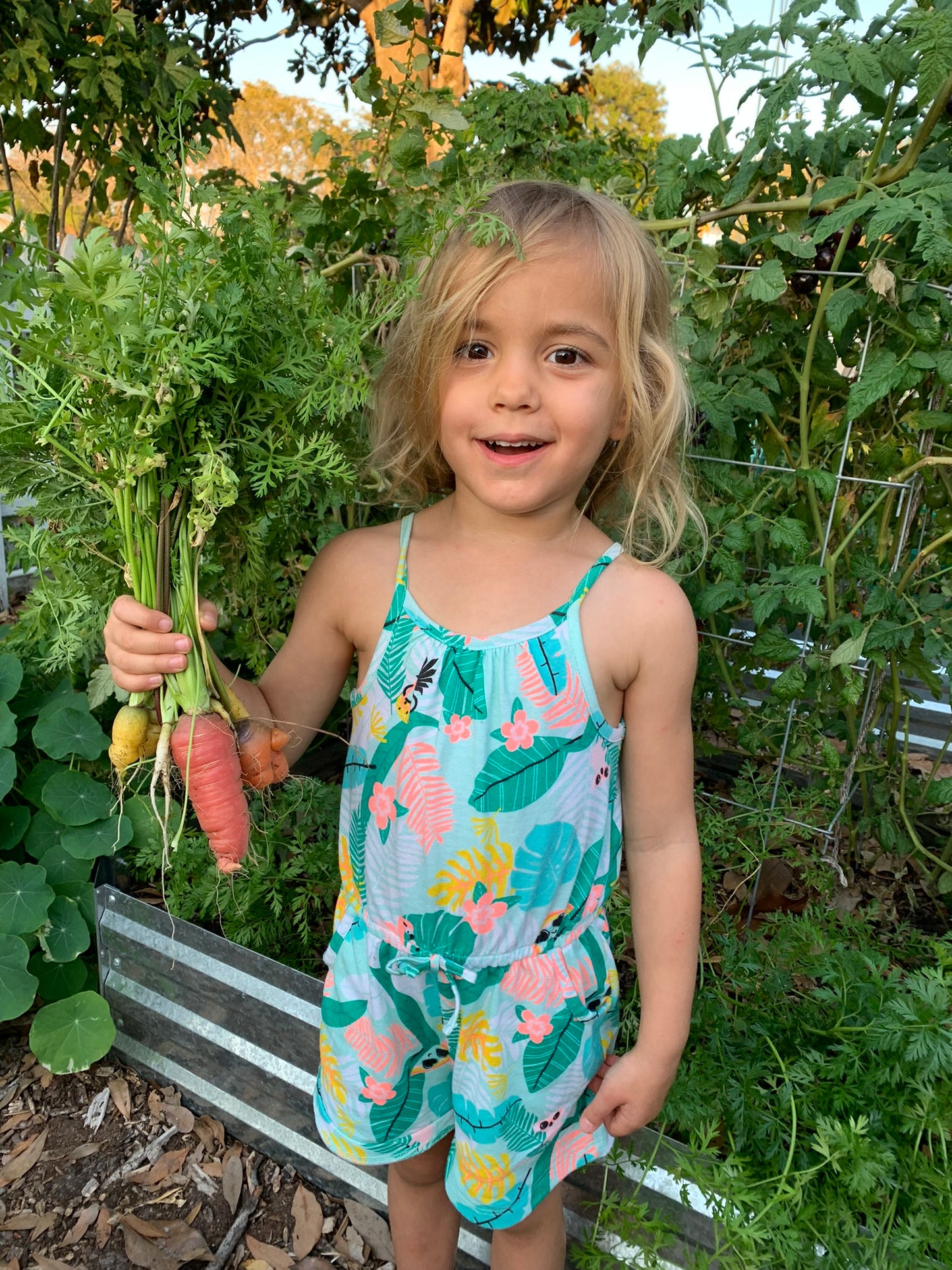 Cosmic Purple Carrot