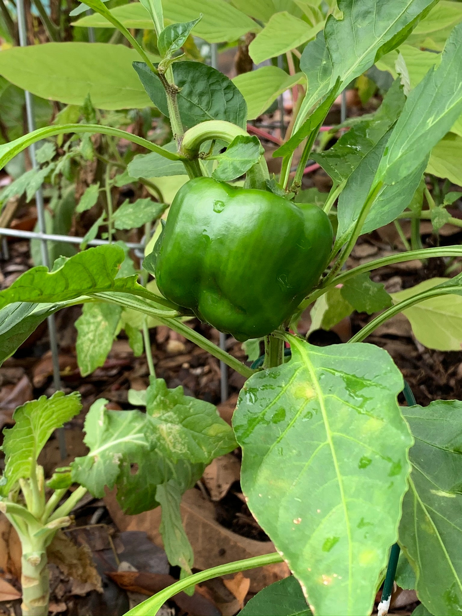 Carolina Wonder Bell Pepper – The Urban Harvest