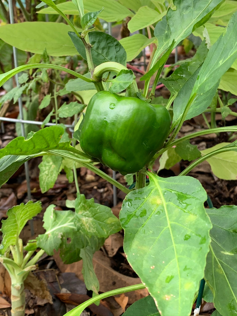 Carolina Wonder Bell Pepper