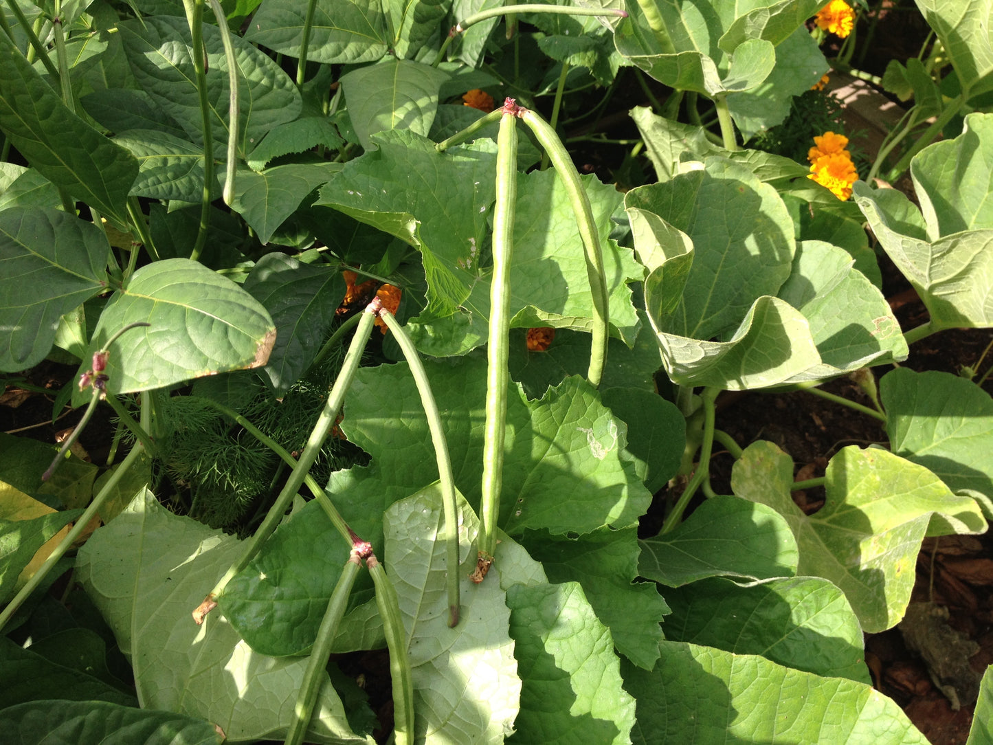 Whippoorwill Cowpea