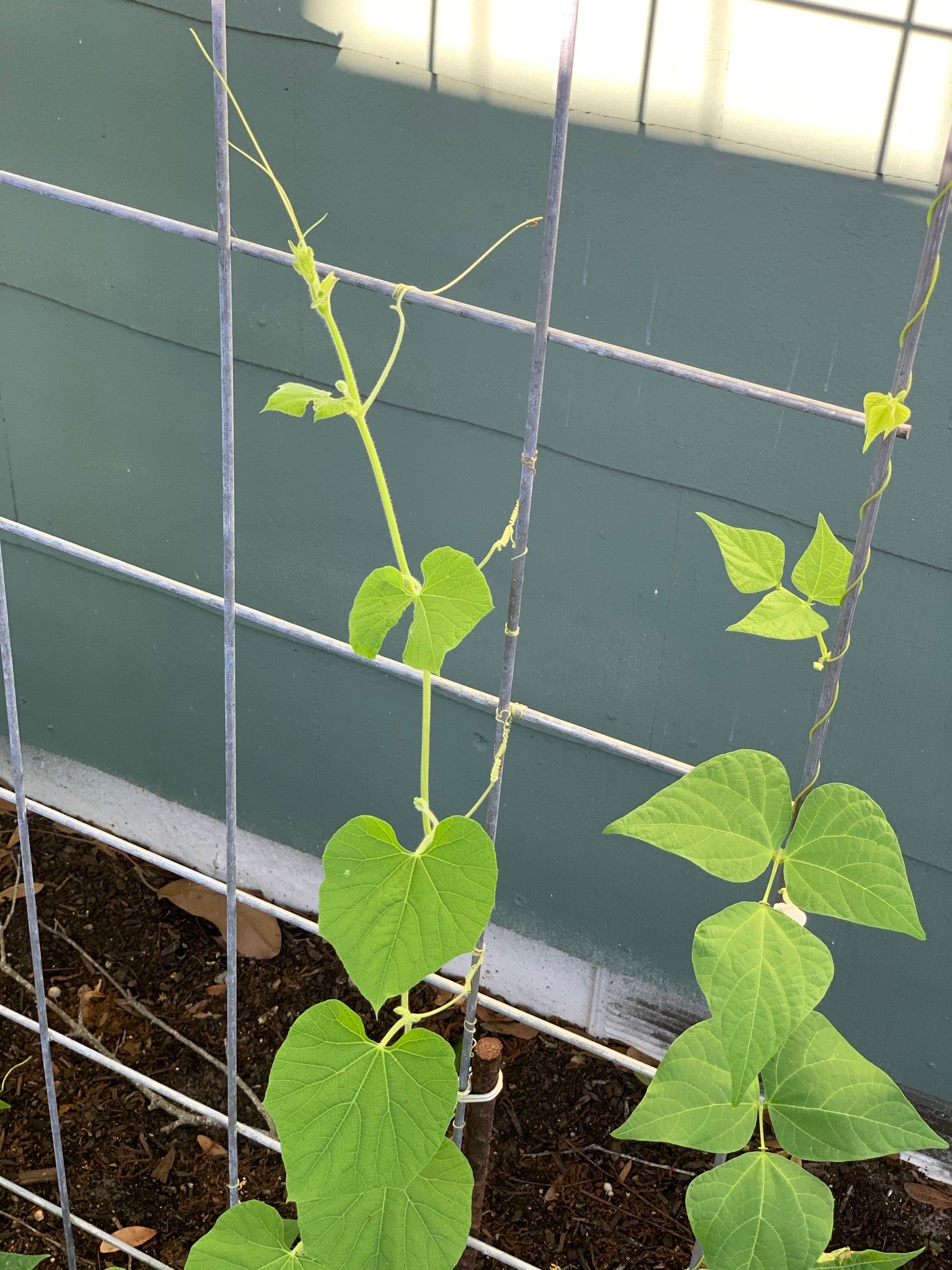 winged bean plant in pot Winged Bean