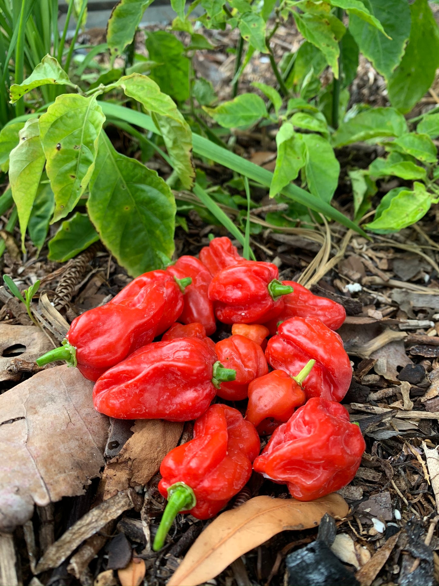 Aji Dulce Pepper