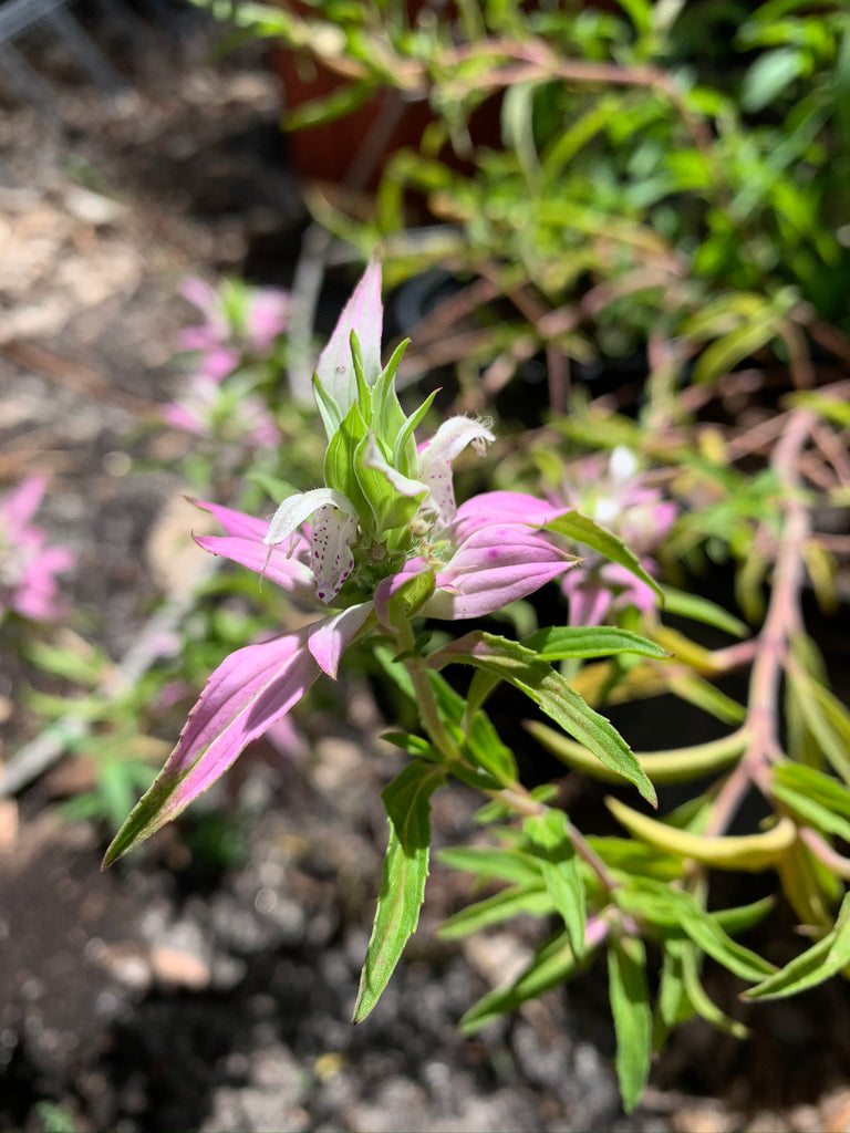 Spotted Bee Balm