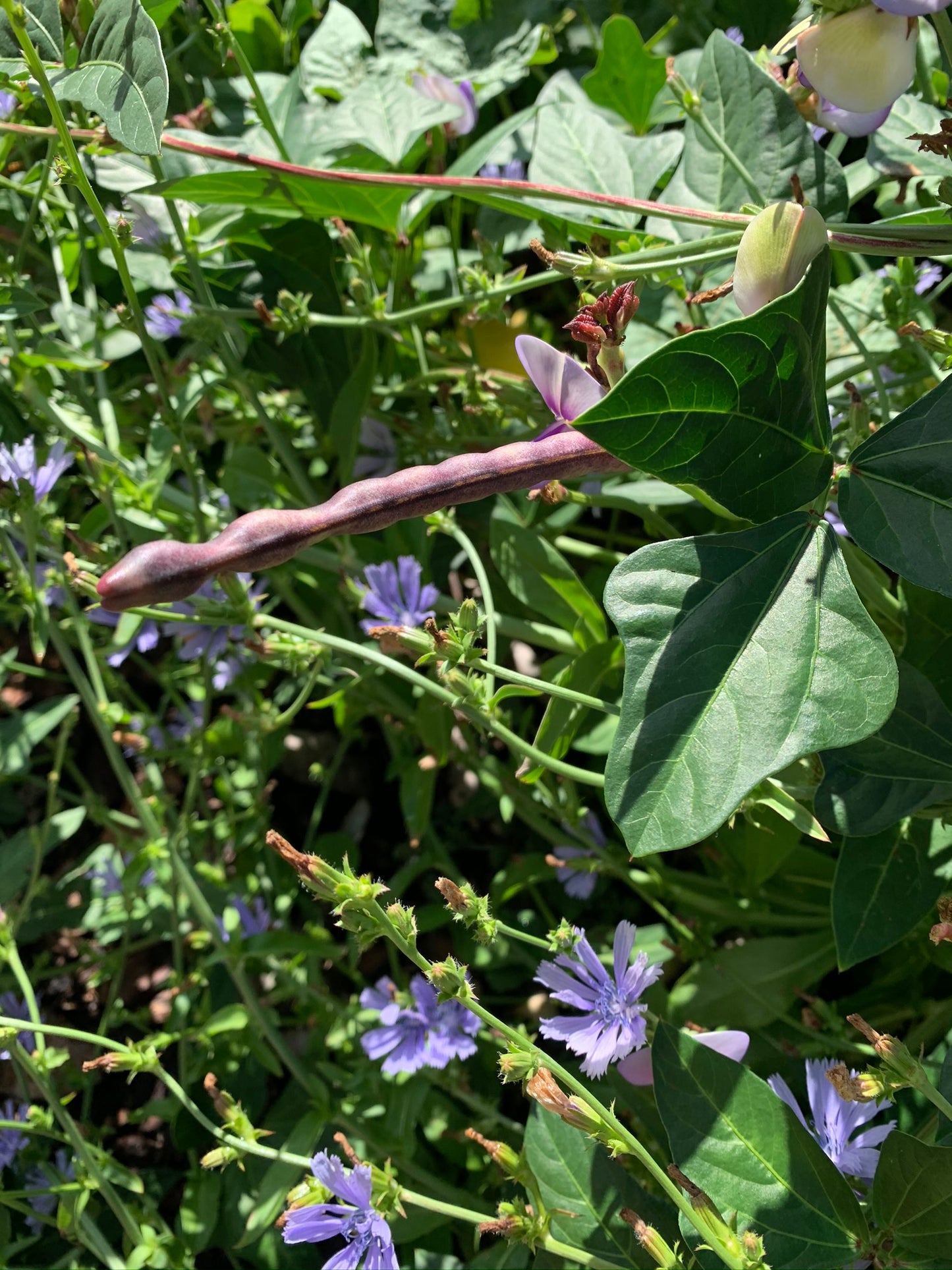 Pinkeye Purplehull Cowpea