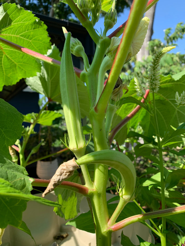Burmese Okra