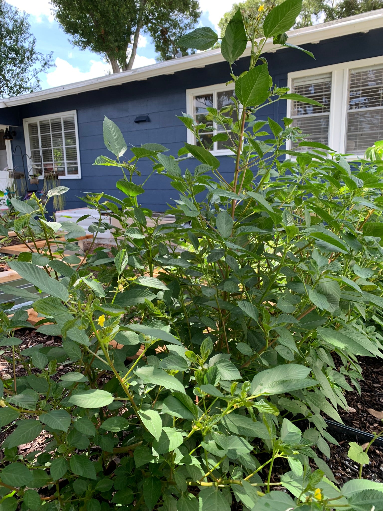 egyptian house plants Egyptian Spinach – The Urban Harvest