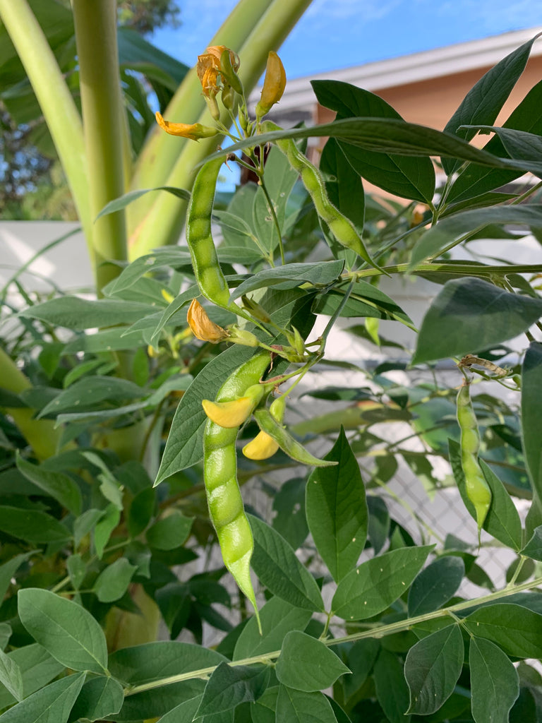 Pigeon Pea