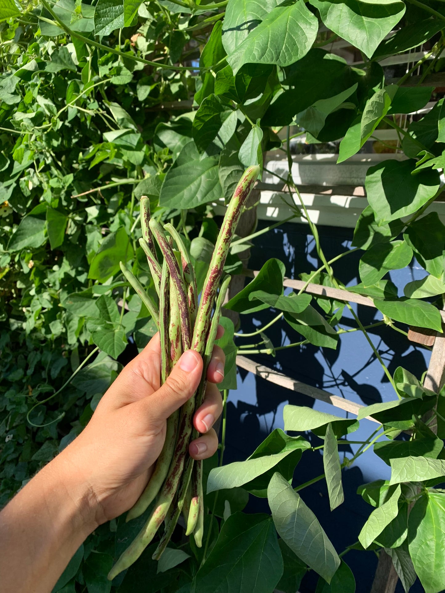 Thai Soldier Long Bean