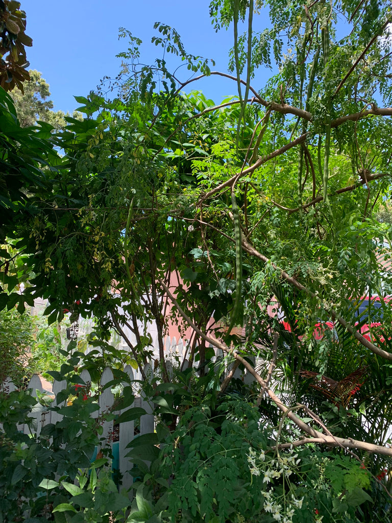 Perennial Vegetable Trio