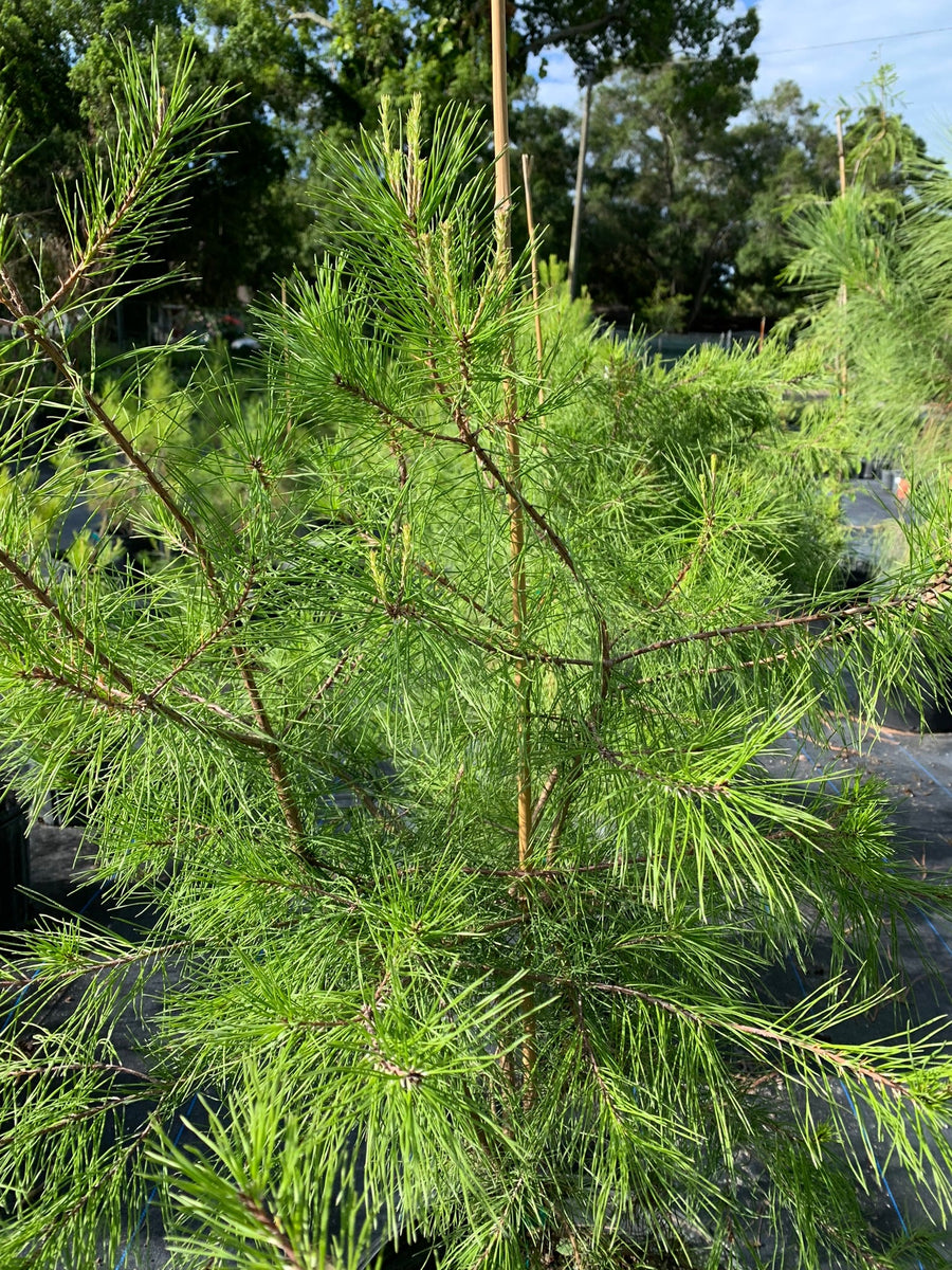 Mini Pine Trees in the City Park of Sidoarjo, East Java are Growing Very  Fertile. Stock Photo - Image of fertile, park: 227783744