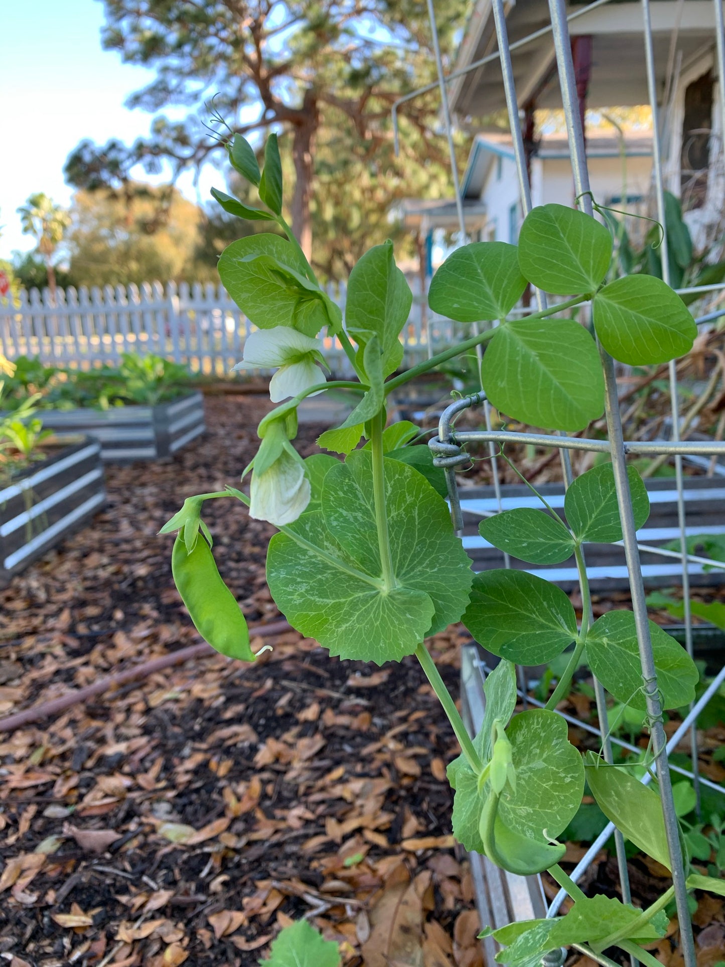Oregon Giant Snow Pea