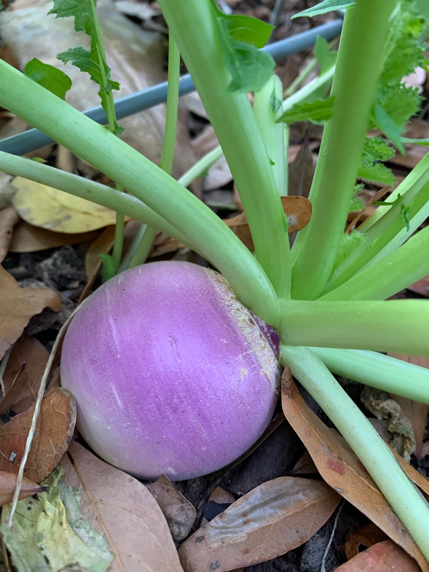 Purple Top White Globe Turnip