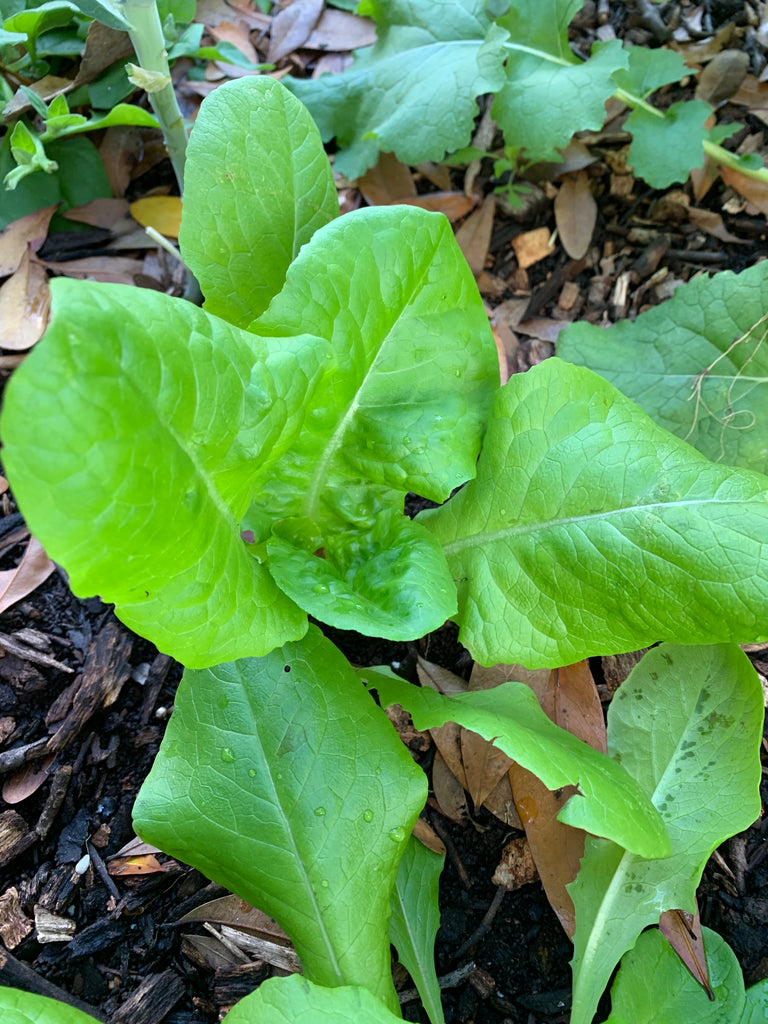 Buttercrunch Lettuce