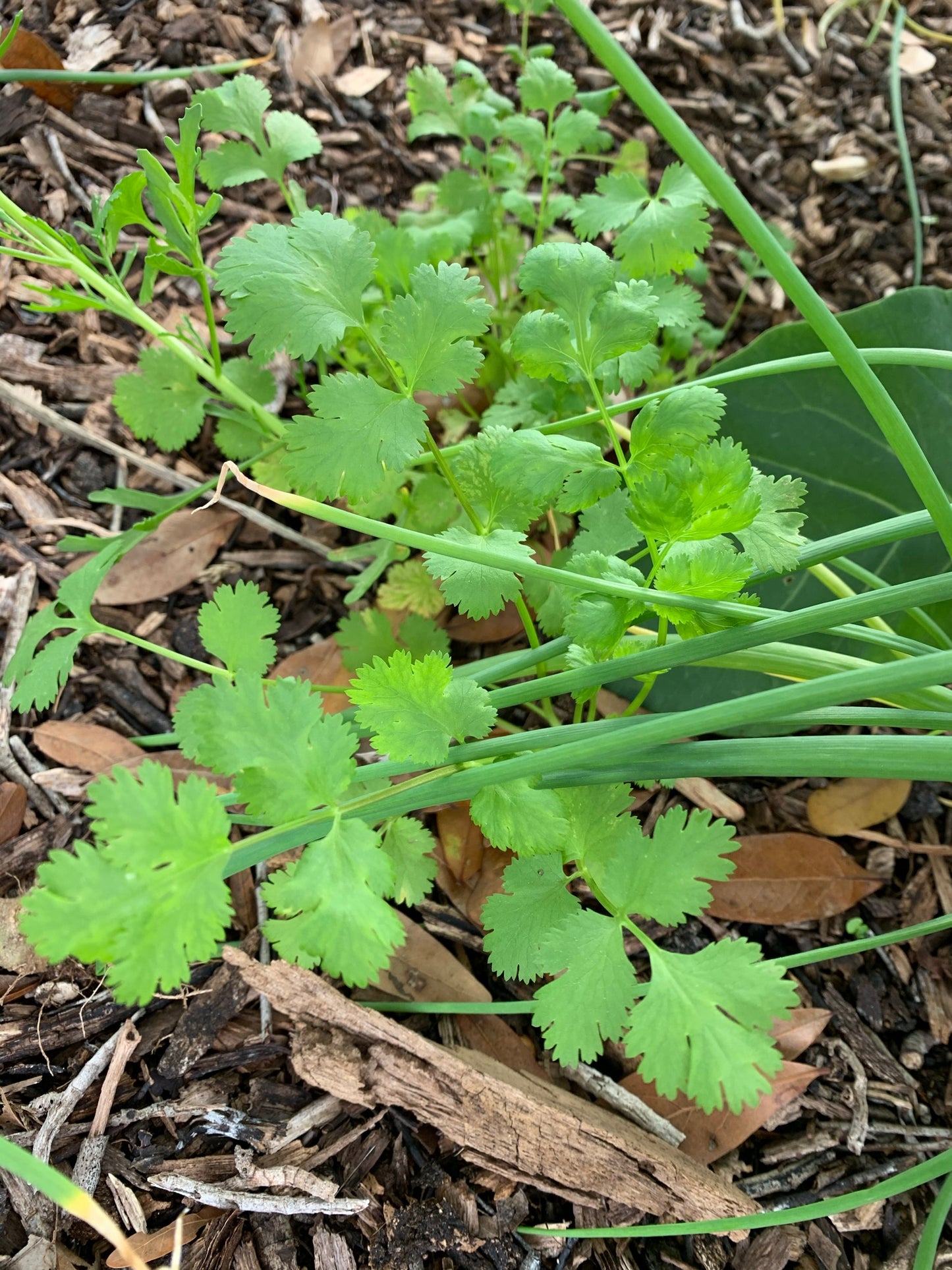 Cilantro