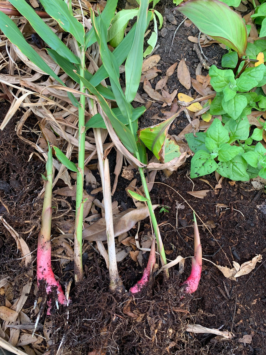 Culinary Ginger Live Plant TheUrbanHarvest