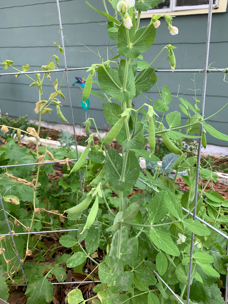 Sugar Ann Snap Pea