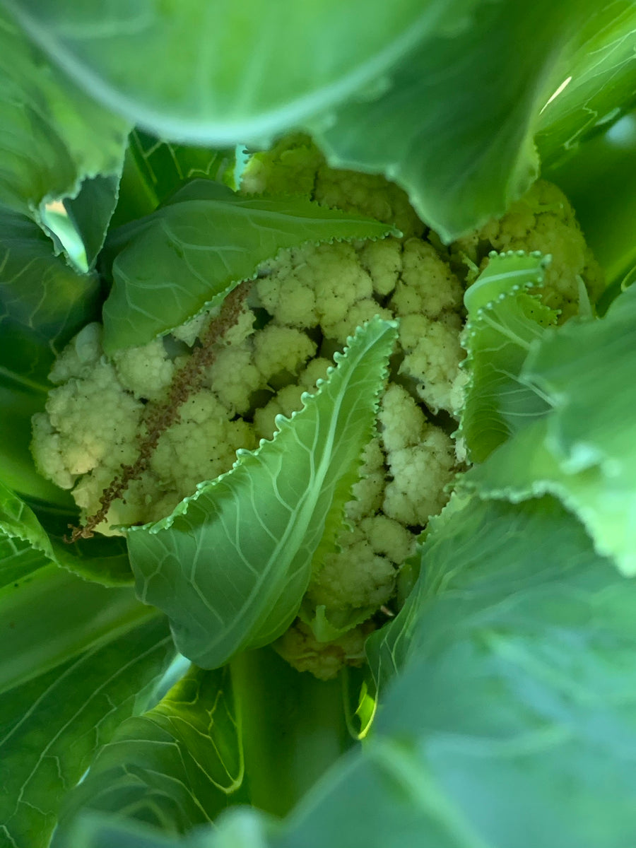 Snowball Y Cauliflower TheUrbanHarvest