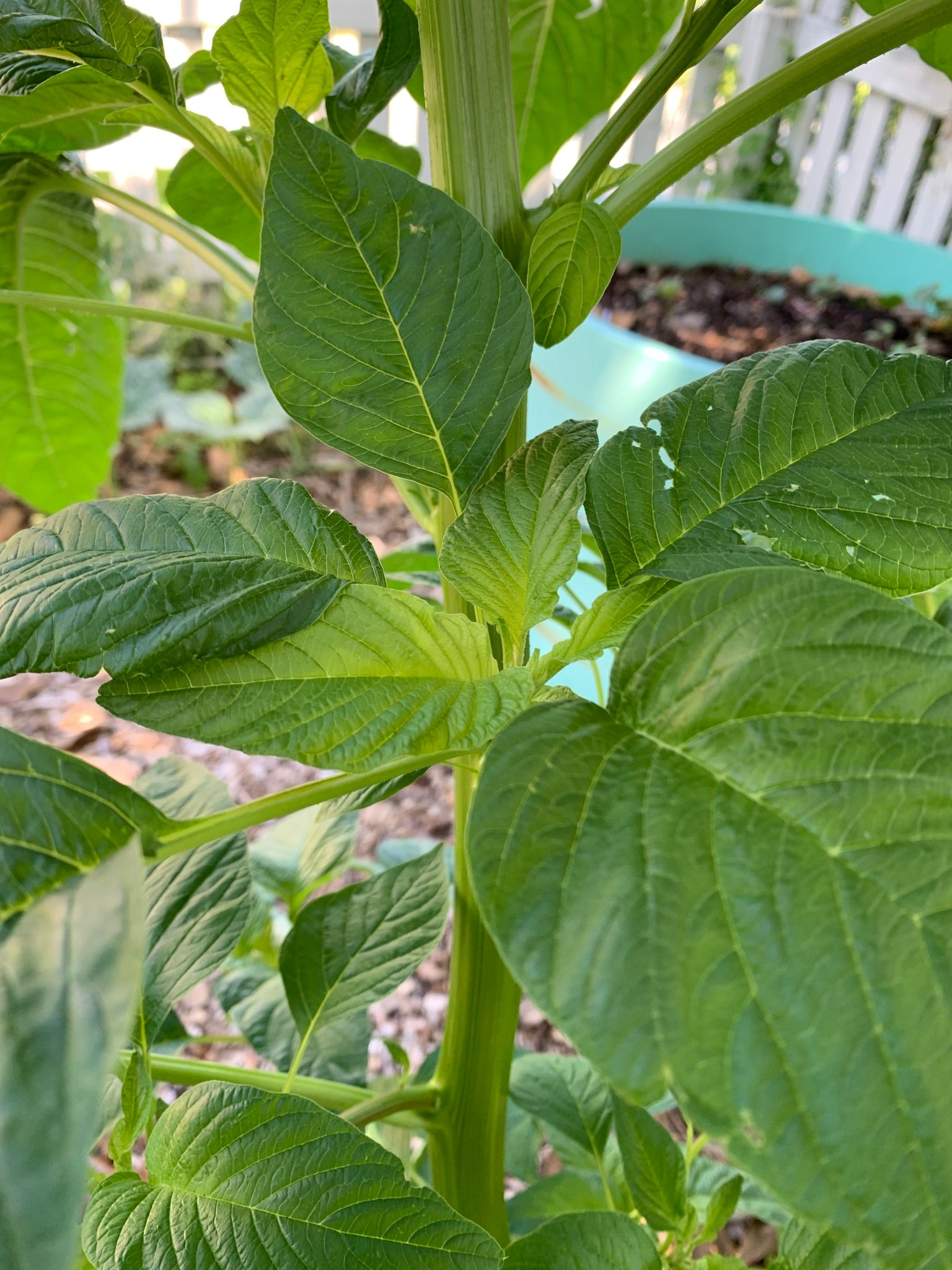 callaloo plant seeds Callaloo Amaranth