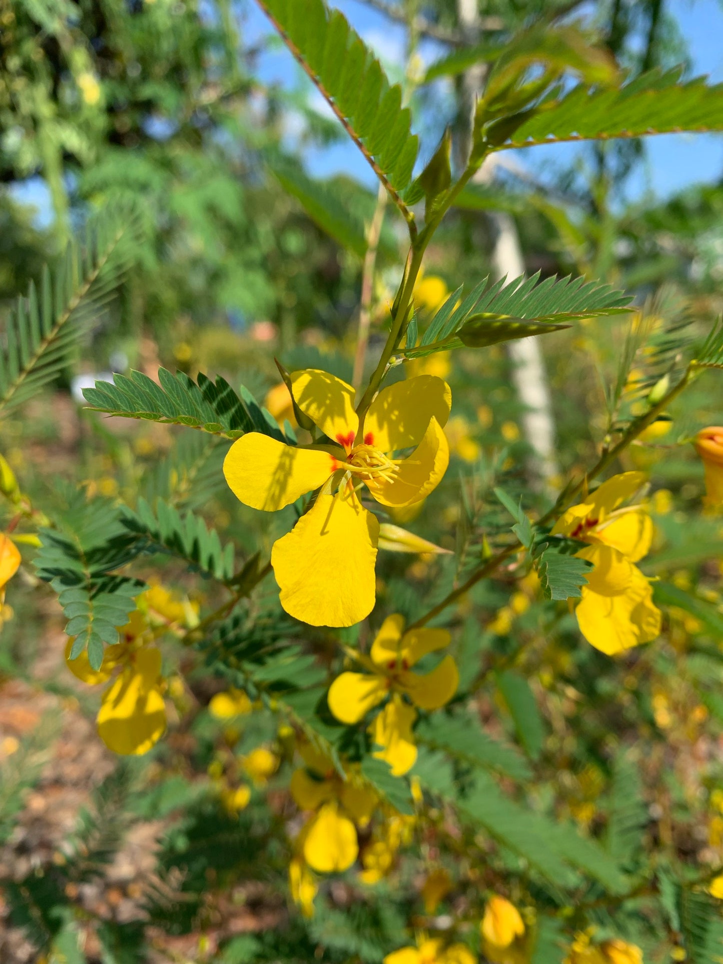 Partridge Pea