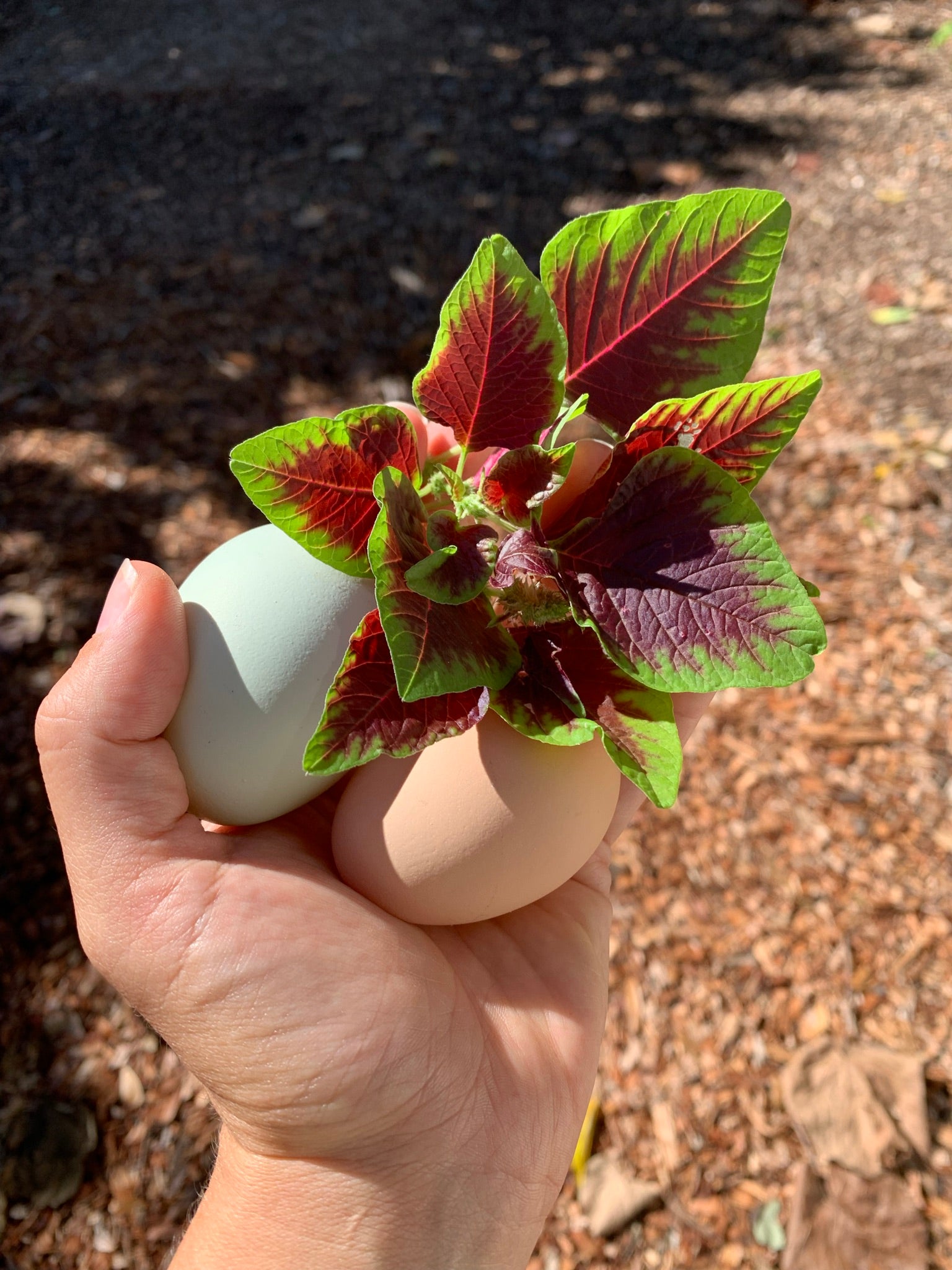 Chinese Multicolor Spinach Amaranth