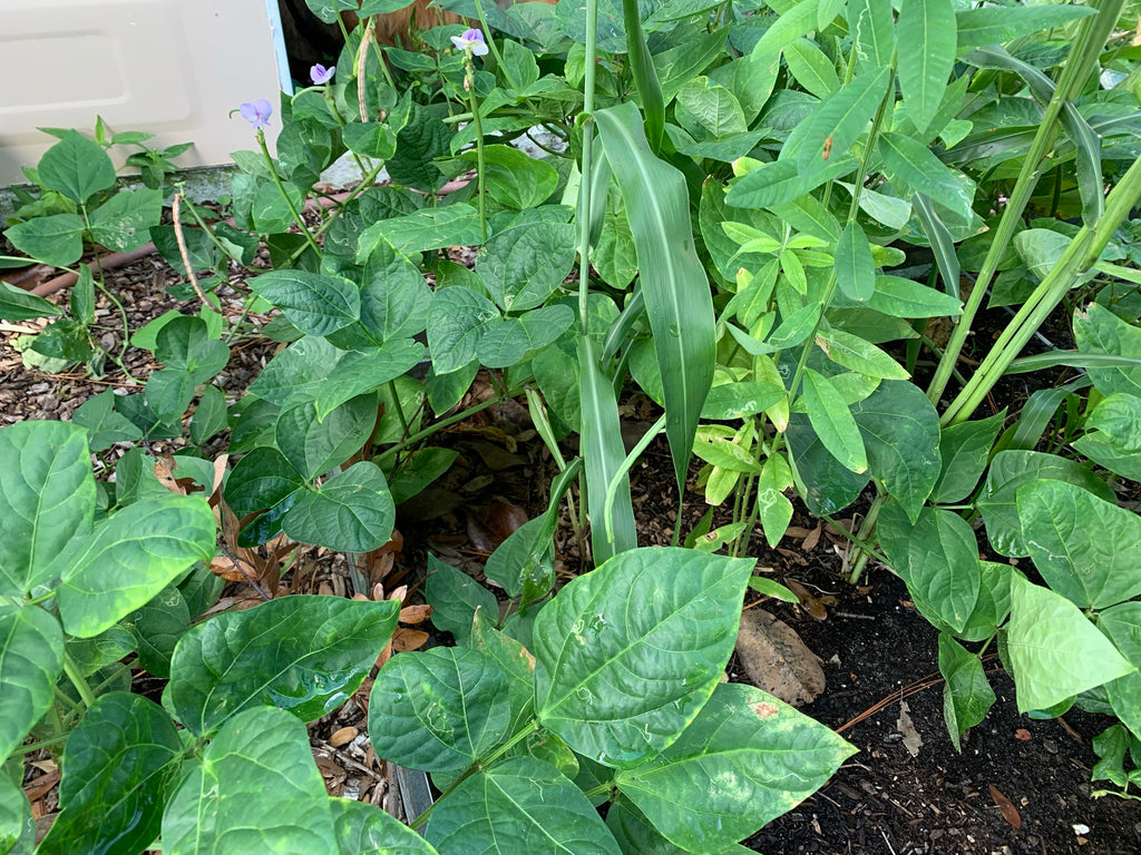 Summer Cover Crop Blend