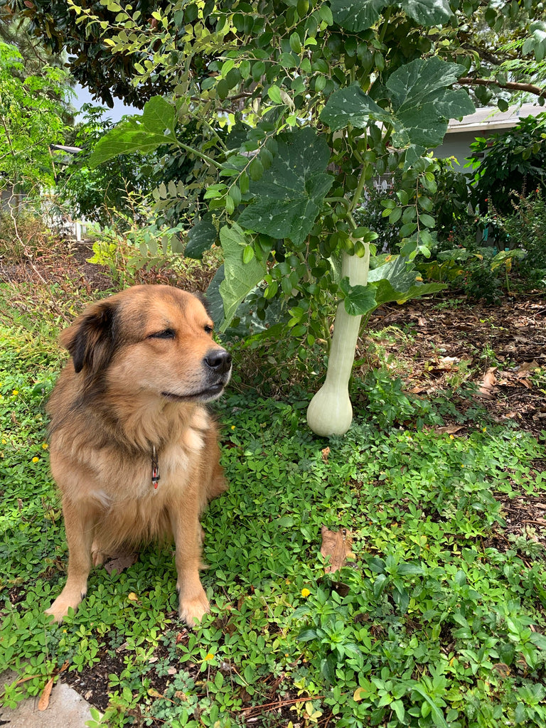 Tahitian Melon Squash