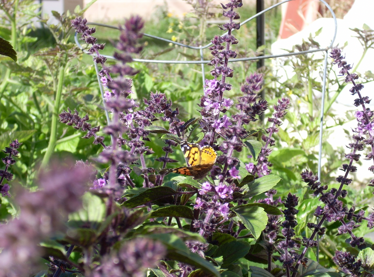 African Blue Basil 1 gal Live Plant TheUrbanHarvest