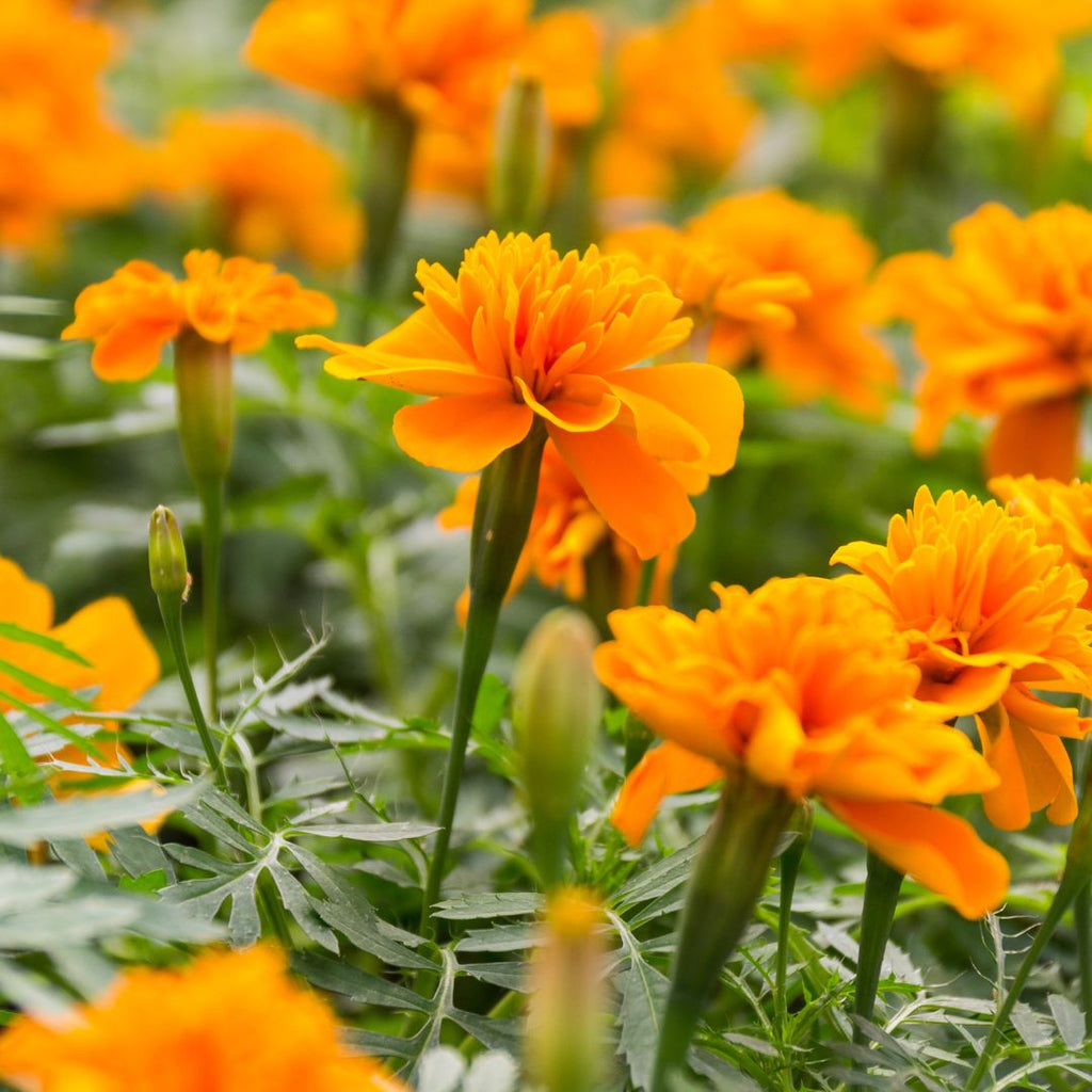 African Crackerjack Marigold