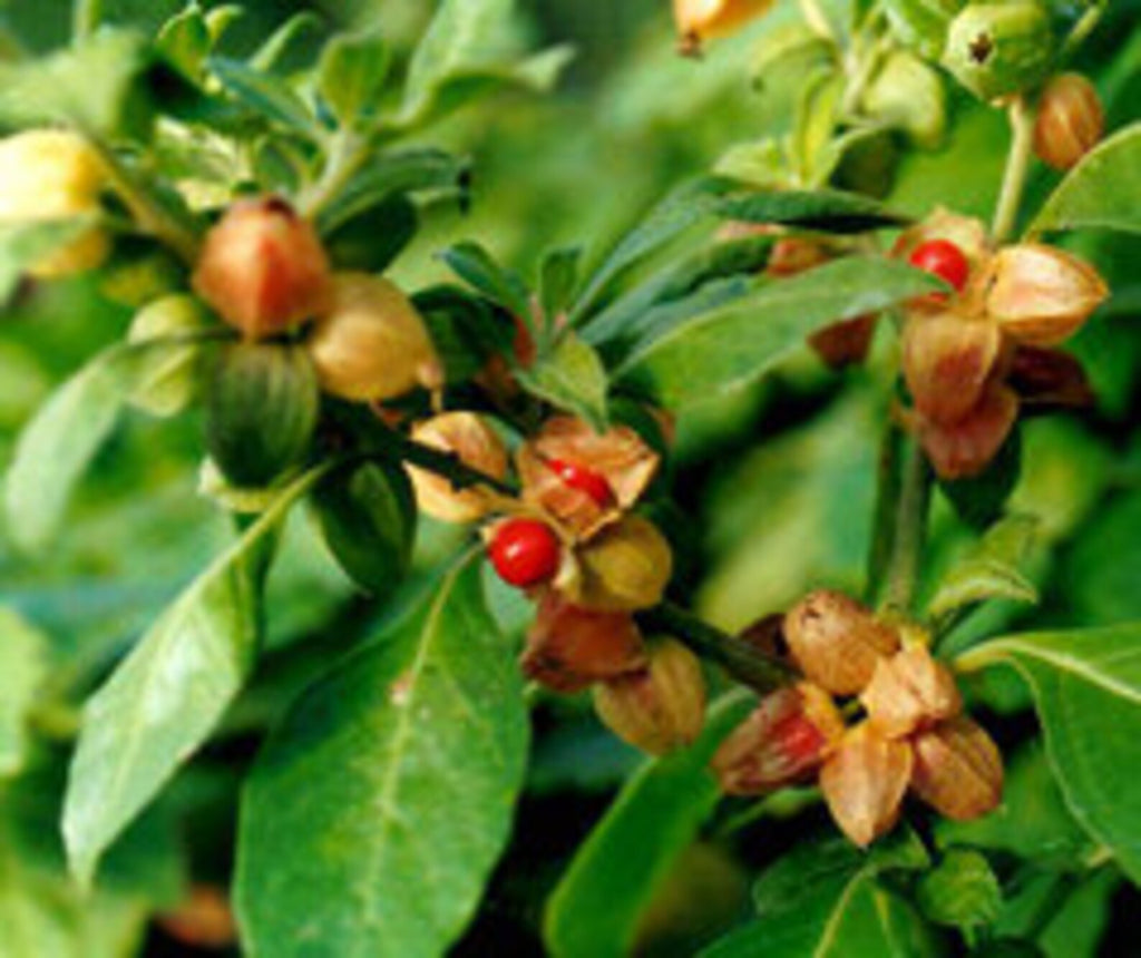 Ashwaganda