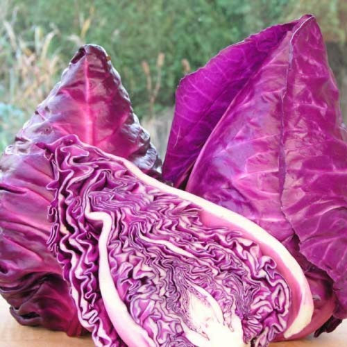 Kalibos Cabbage – The Urban Harvest