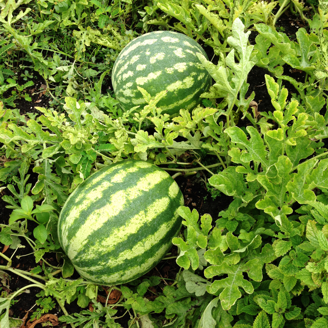 Crimson Sweet Watermelon