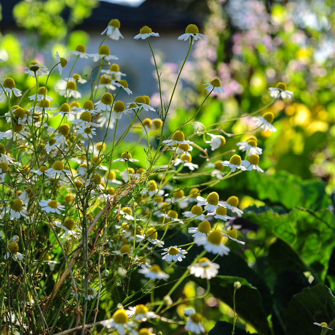 German Chamomile – The Urban Harvest